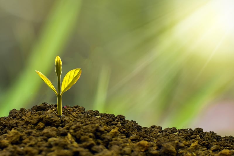 Sustainability Expert